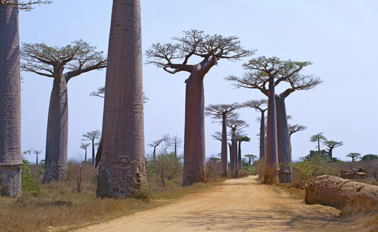 Madagascar destination