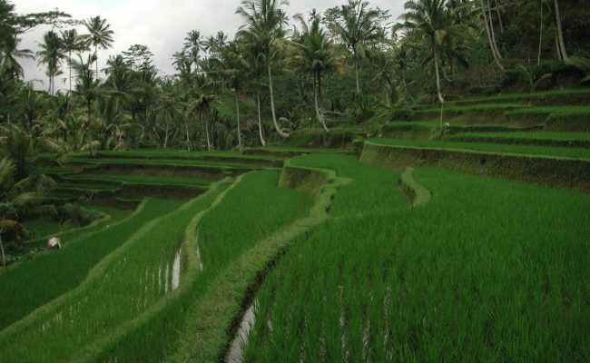 Bali Paradise Tour travel package