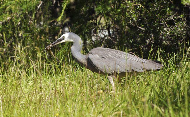 Kiwi Adventures Await travel package